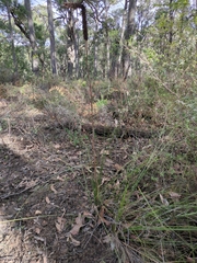 Xanthorrhoea minor (Xanthorrhoea minor)
