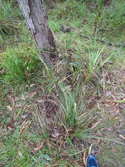 Xanthorrhoea minor (Xanthorrhoea minor)