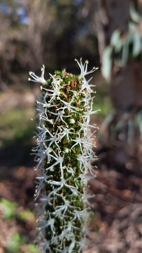 Xanthorrhoea minor (Xanthorrhoea minor)