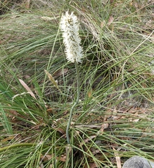 Xanthorrhoea minor (Xanthorrhoea minor)