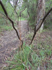 Xanthorrhoea minor (Xanthorrhoea minor)