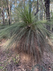 Balga (Xanthorrhoea preissii)
