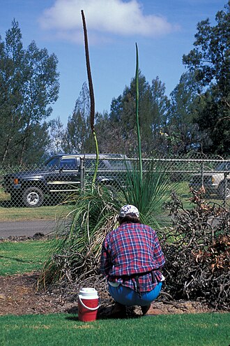 Balga: Xanthorrhoea preissii (habit). Location: Maui, Kula Experiment Station
