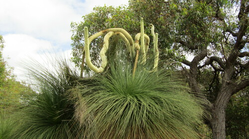 Balga (Xanthorrhoea preissii)