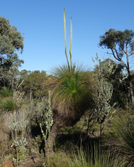 Balga (Xanthorrhoea preissii)