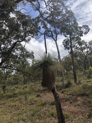 Balga (Xanthorrhoea preissii)