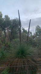 Balga (Xanthorrhoea preissii)