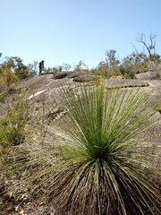 Balga (Xanthorrhoea preissii)
