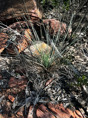Xanthorrhoea quadrangulata (Xanthorrhoea quadrangulata)