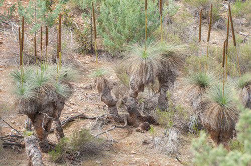 Xanthorrhoea quadrangulata (Xanthorrhoea quadrangulata)