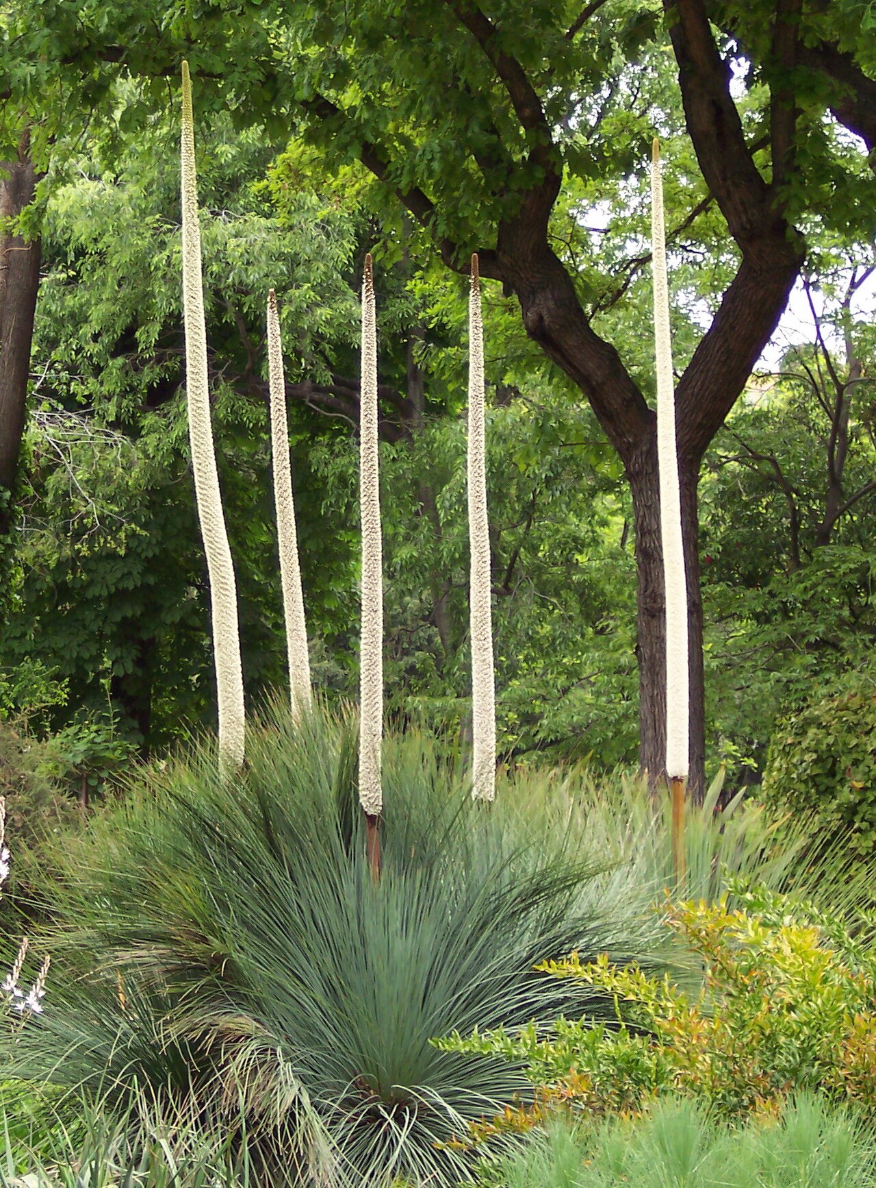 Xanthorrhoea quadrangulata: Xanthorrhoea quadrangulata . Real Jardín Botánico de Madrid .