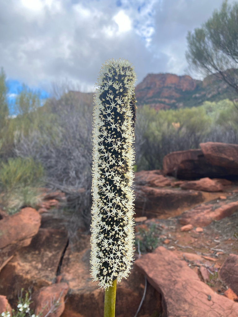 Xanthorrhoea quadrangulata (Xanthorrhoea quadrangulata)