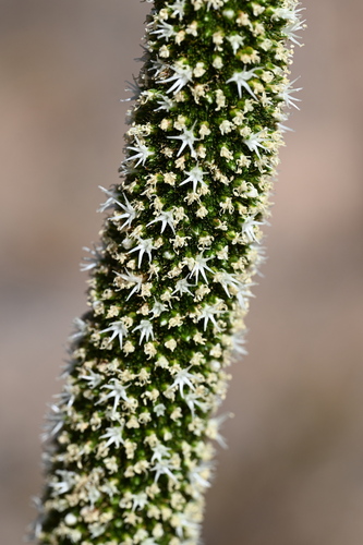 Xanthorrhoea quadrangulata (Xanthorrhoea quadrangulata)
