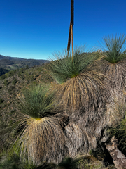 Xanthorrhoea quadrangulata (Xanthorrhoea quadrangulata)