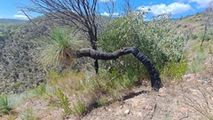 Xanthorrhoea quadrangulata (Xanthorrhoea quadrangulata)