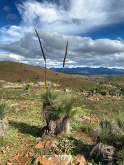 Xanthorrhoea quadrangulata (Xanthorrhoea quadrangulata)