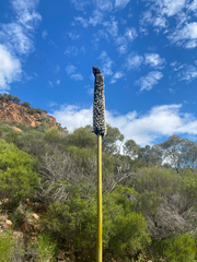 Xanthorrhoea quadrangulata (Xanthorrhoea quadrangulata)