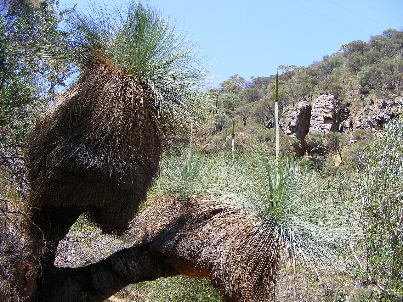 Xanthorrhoea quadrangulata: Xanthorrhoea quadrangulata on the trail to Third Falls, Morialta recreation park, Adelaide, South Australia.