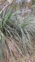 Xanthorrhoea semiplana (Xanthorrhoea semiplana)