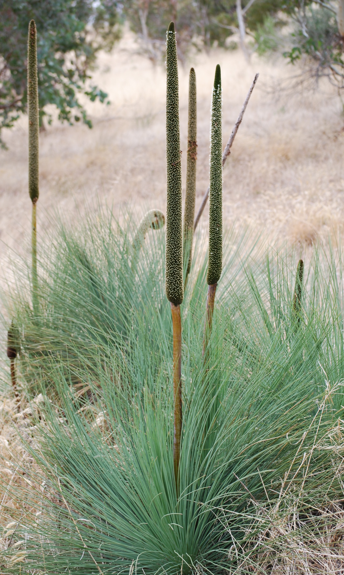 Xanthorrhoea semiplana: Xanthorrhoea semiplana or Yakka near the top of en:Anstey Hill Recreation Park , South Australia