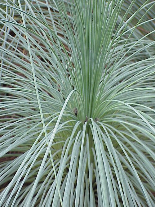 Xanthorrhoea semiplana (Xanthorrhoea semiplana)