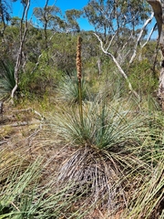 Xanthorrhoea semiplana (Xanthorrhoea semiplana)