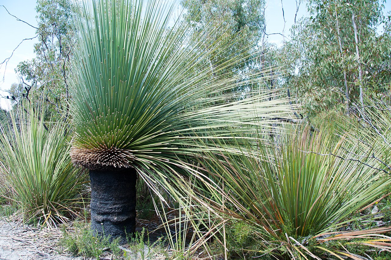 Xanthorrhoea semiplana: unlike the mainland version, this subspecies can have a trunk