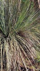 Xanthorrhoea semiplana (Xanthorrhoea semiplana)