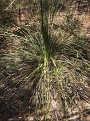 Xanthorrhoea semiplana (Xanthorrhoea semiplana)
