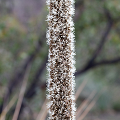Xanthorrhoea semiplana (Xanthorrhoea semiplana)