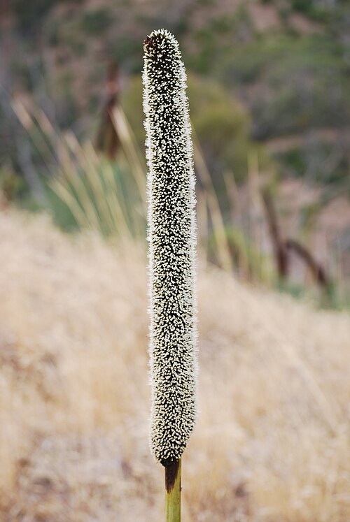 Xanthorrhoea semiplana: Xanthorrhoea semiplana or Yakka flower spike near the top of Anstey Hill, South Australia
