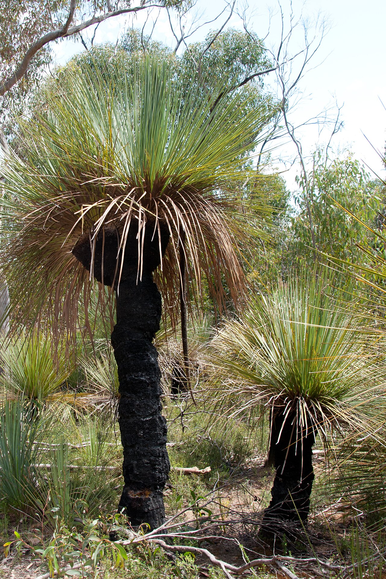 Xanthorrhoea semiplana: two instances of the trunked Kangaroo Island subspecies