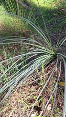 Xanthorrhoea semiplana (Xanthorrhoea semiplana)