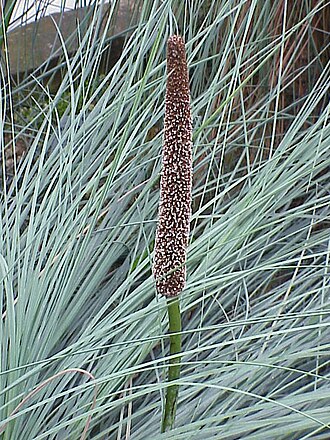 Xanthorrhoea semiplana (Xanthorrhoea semiplana)