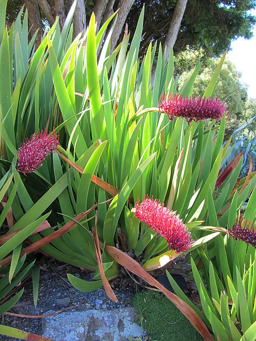 Poor Nights lily: Species from the Poor Knights Islands.
