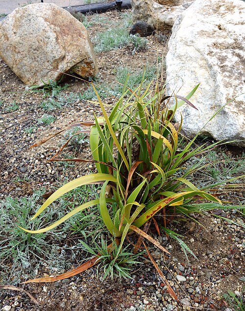 Poor Nights lily: Botanical specimen in the UC Santa Cruz Arboretum at the University of California, Santa Cruz - 1156 High Street, Santa Cruz, California, USA.