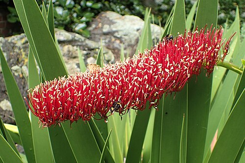 Poor Nights lily: Xeronema callistemon in Wellington Botanical Garden