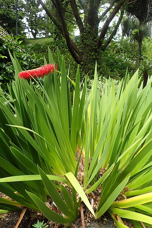 Poor Nights lily: Xeronema callistemon in Wellington Botanical Garden