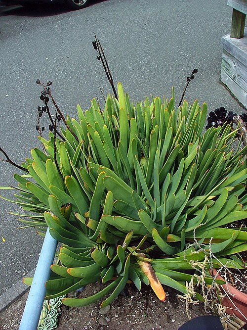 Poor Nights lily: Location taken: . Names: Xeronema callistemon W.R.B.Oliv., Poor Knights Lily, Raupō taranga, Ксеронема красивотычинкова Classification: Plantae > Magnoliophyta 