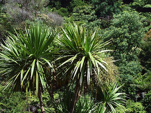Poor Nights lily: Location taken: Costa Rica. Names: Xeronema callistemon W.R.B.Oliv., Poor Knights Lily, Raupō taranga, Ксеронема красивотычинкова Classification: Plantae > Magn