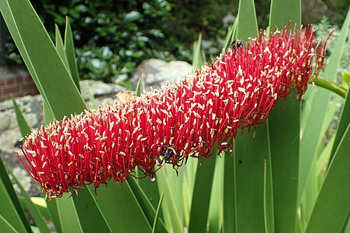 Poor Nights lily: Xeronema callistemon in Wellington Botanical Garden