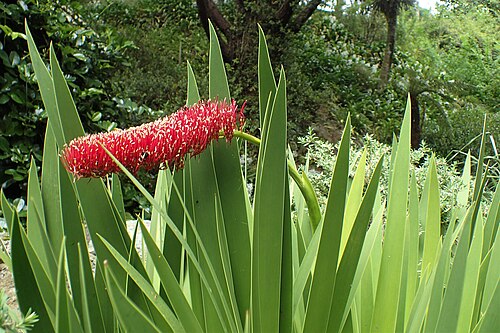 Poor Nights lily: Xeronema callistemon in Wellington Botanical Garden
