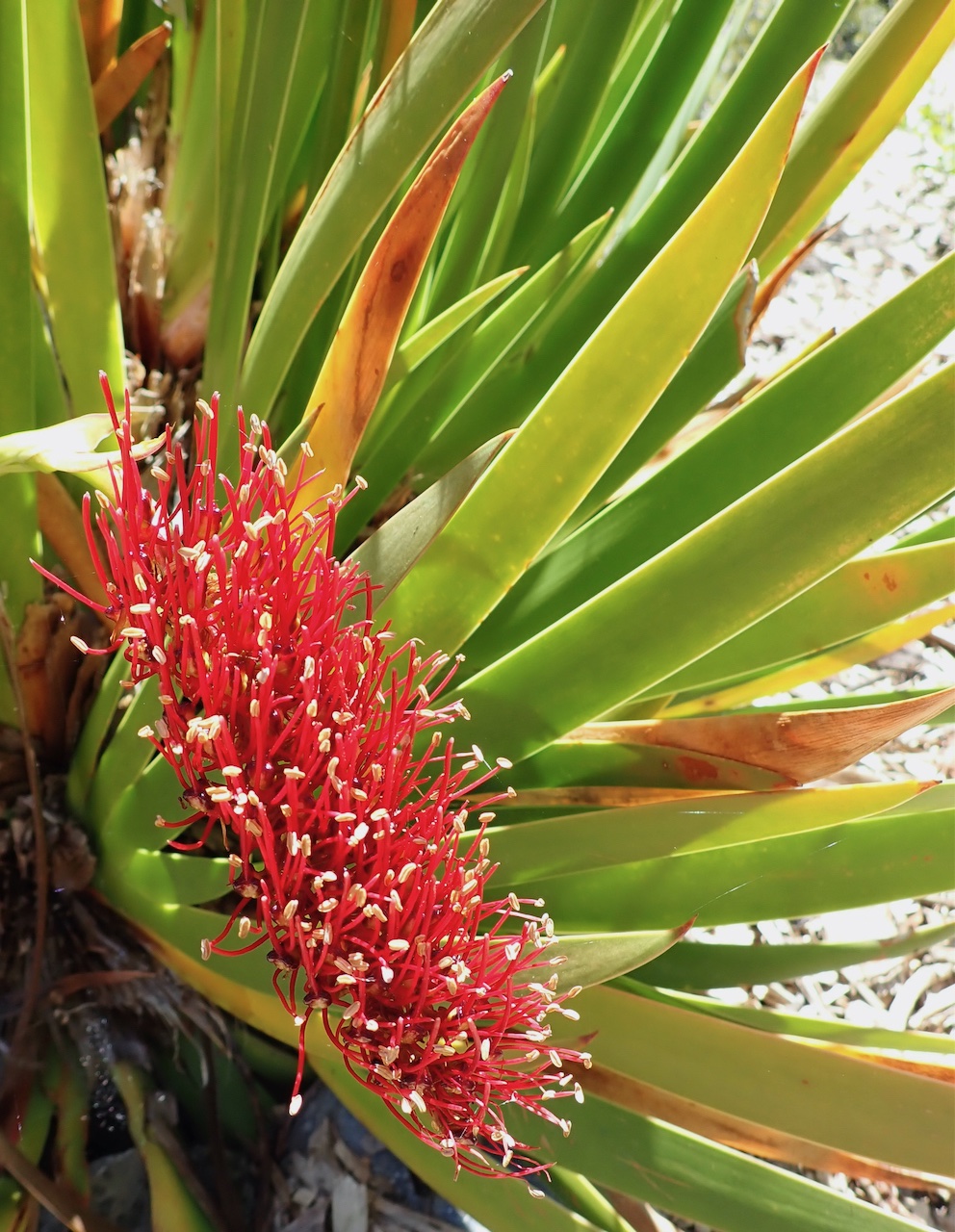Poor Nights lily: Xeronema callistemon (Poor Knights lily), Otari-Wilton's Bush, Wellington, New Zealand