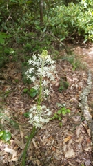 Eastern turkeybeard (Xerophyllum asphodeloides)