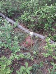 Eastern turkeybeard (Xerophyllum asphodeloides)