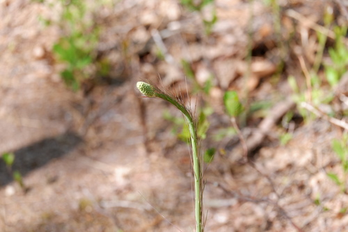 Eastern turkeybeard (Xerophyllum asphodeloides)