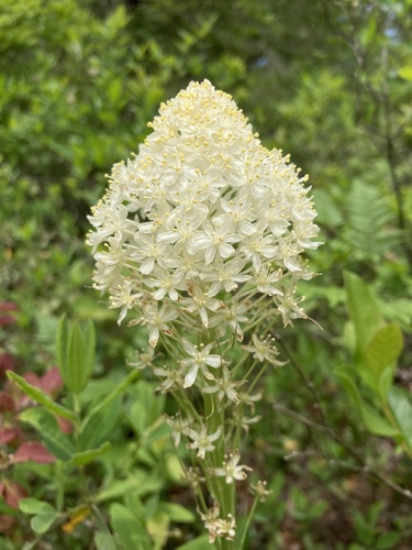 Eastern turkeybeard (Xerophyllum asphodeloides)