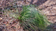 Eastern turkeybeard (Xerophyllum asphodeloides)