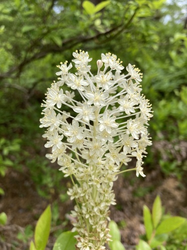 Eastern turkeybeard (Xerophyllum asphodeloides)