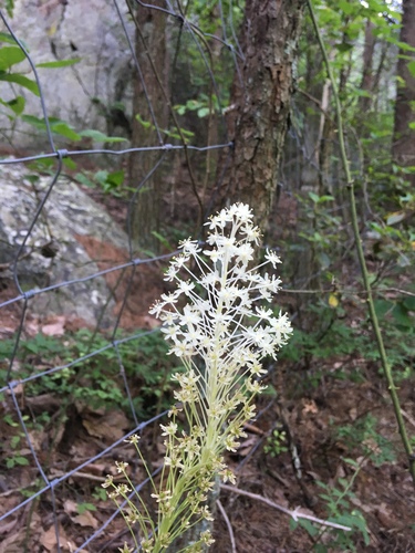 Eastern turkeybeard (Xerophyllum asphodeloides)